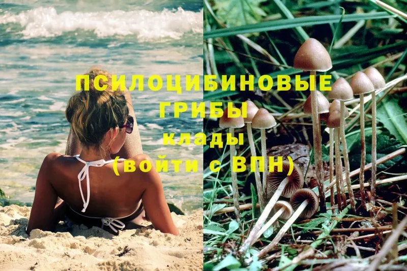 Псилоцибиновые грибы Psilocybe  наркошоп  Зарайск 